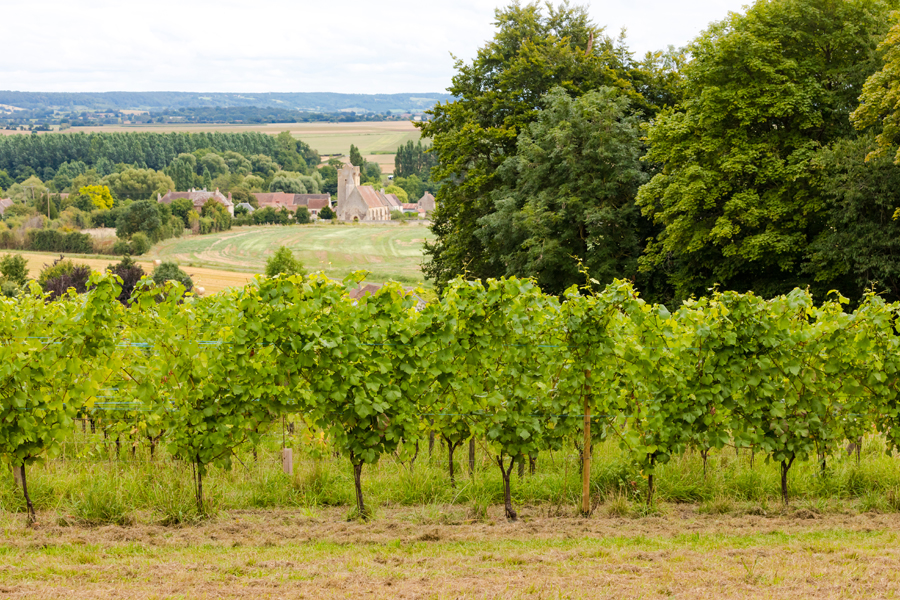 Arpents du Soleil, véritable vignoble au cœur de la Normandie