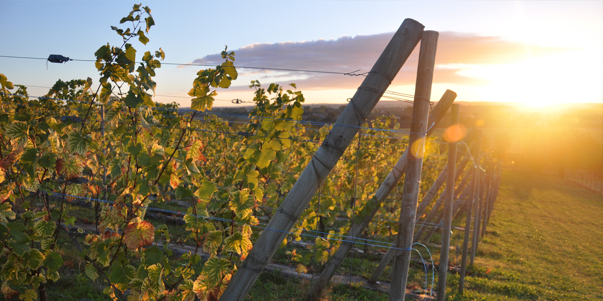 Arpents du Soleil, premier vignoble normand