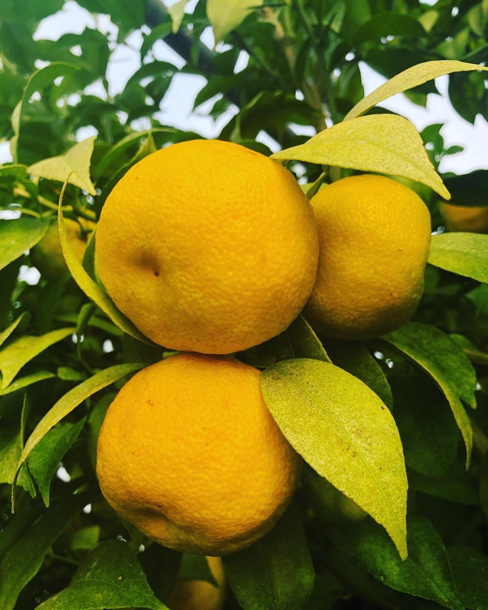 Le Safran et le Yuzu de Normandie® : culture de yuzu, agrume d'Asie