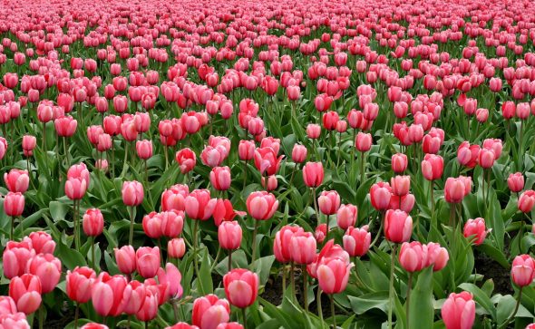 26ème Course des Tulipes contre le Cancer