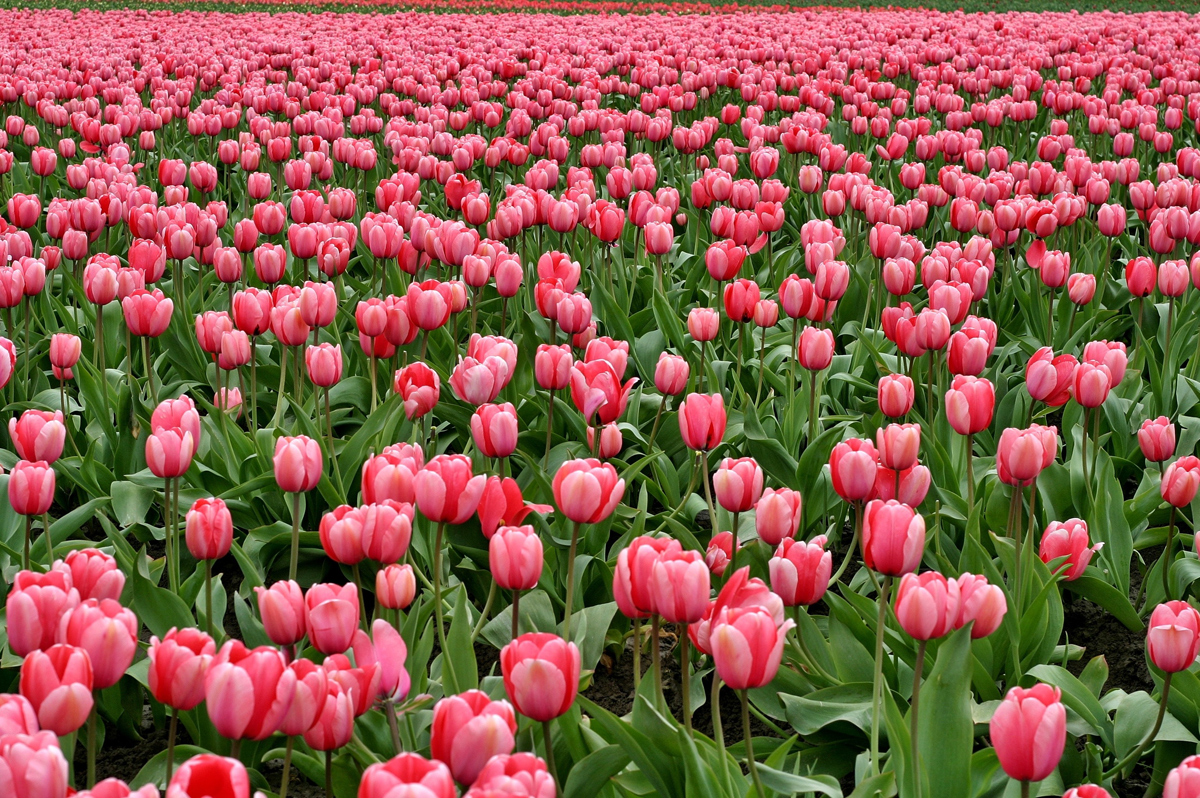 Course des tulipes contre le cancer au château d'Aubigny