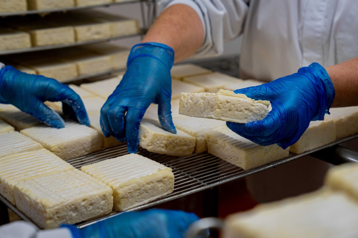 Séchage de Pont-l'Eveque à la fromagerie Graindorge