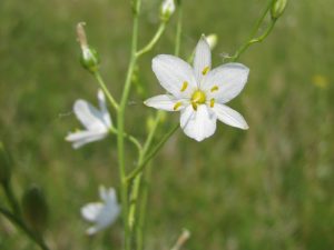 Réserve Naturelle Nationale  du Coteau de Mesnil-Soleil – Monts d’Eraines