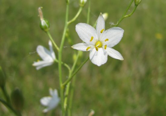 Réserve Naturelle Nationale  du Coteau de Mesnil-Soleil – Monts d’Eraines