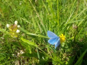 Les Orchidées