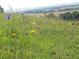 National Nature Reserve of the Coteau de Mesnil-Soleil – Monts d'Eraines