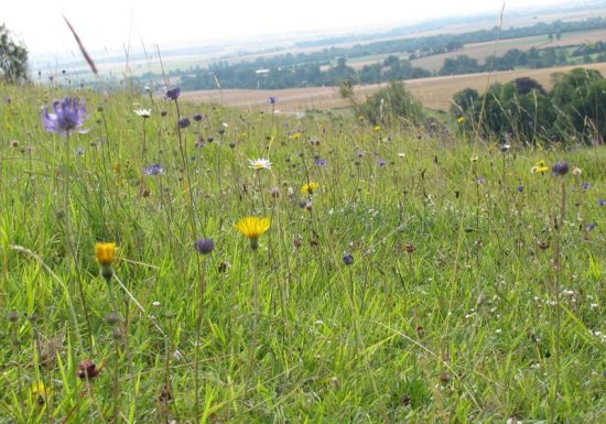 Réserve Naturelle Nationale  du Coteau de Mesnil-Soleil – Monts d’Eraines