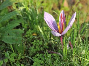 Saffron and Yuzu from Normandy