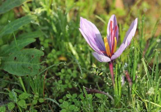 Le Safran et le Yuzu de Normandie