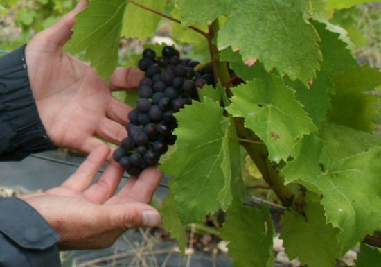 Les Arpents du Soleil