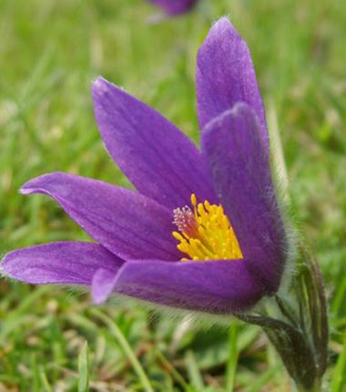 Réserve Naturelle Nationale  du Coteau de Mesnil-Soleil – Monts d’Eraines