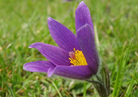 Réserve Naturelle Nationale  du Coteau de Mesnil-Soleil – Monts d’Eraines