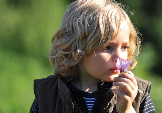 Le Safran et le Yuzu de Normandie