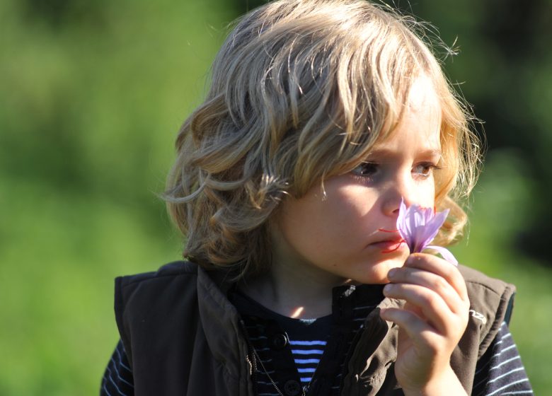 Le Safran et le Yuzu de Normandie