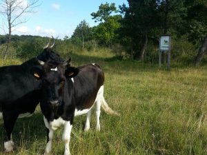 National Nature Reserve of the Coteau de Mesnil-Soleil – Monts d'Eraines