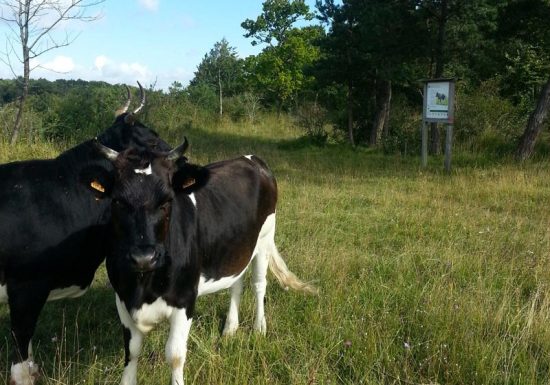 Réserve Naturelle Nationale  du Coteau de Mesnil-Soleil – Monts d’Eraines