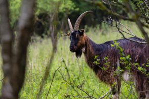 Riserva Naturale Nazionale del Coteau de Mesnil-Soleil – Monts d'Eraines