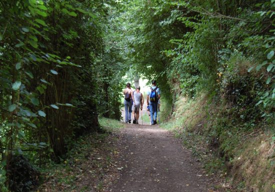 Het bos van de koning