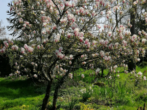 Le Merle Blanc