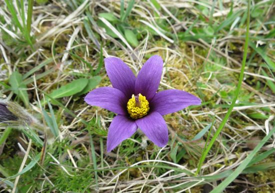 61- La côte du Soleil