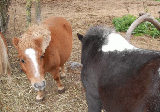 Les Poneys de Kathy