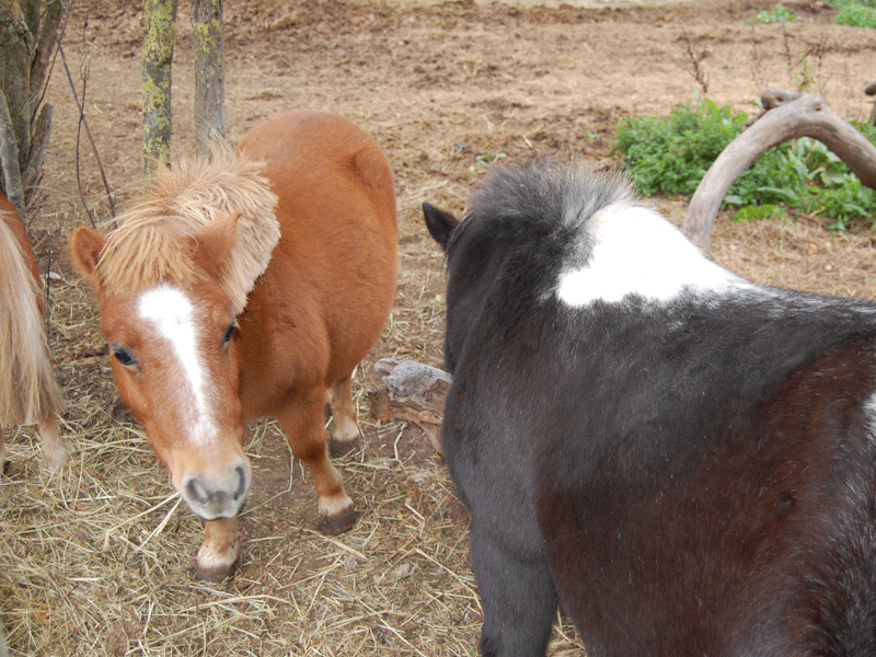 Comment organiser un anniversaire Cheval ou poney ?