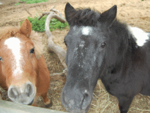 I pony di Kathy