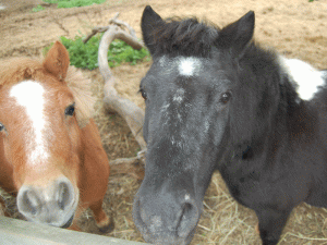 Les Poneys de Kathy