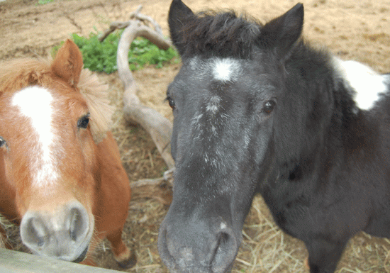 Les Poneys de Kathy
